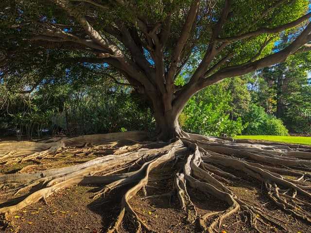 Banyan tree in Hawai’i