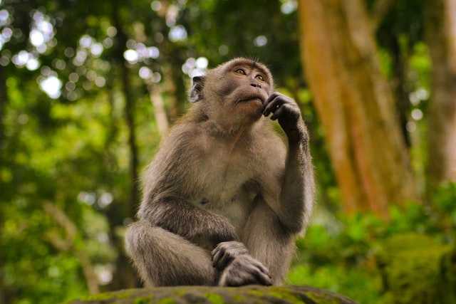 Monkey in Monkey Forest Bali, Indonesia
